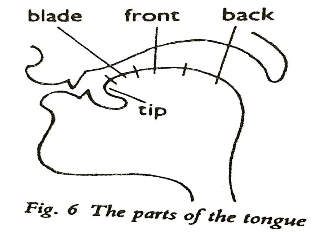 Organs of Speech Source of power in Speech Sounds - slide 4 of 20
