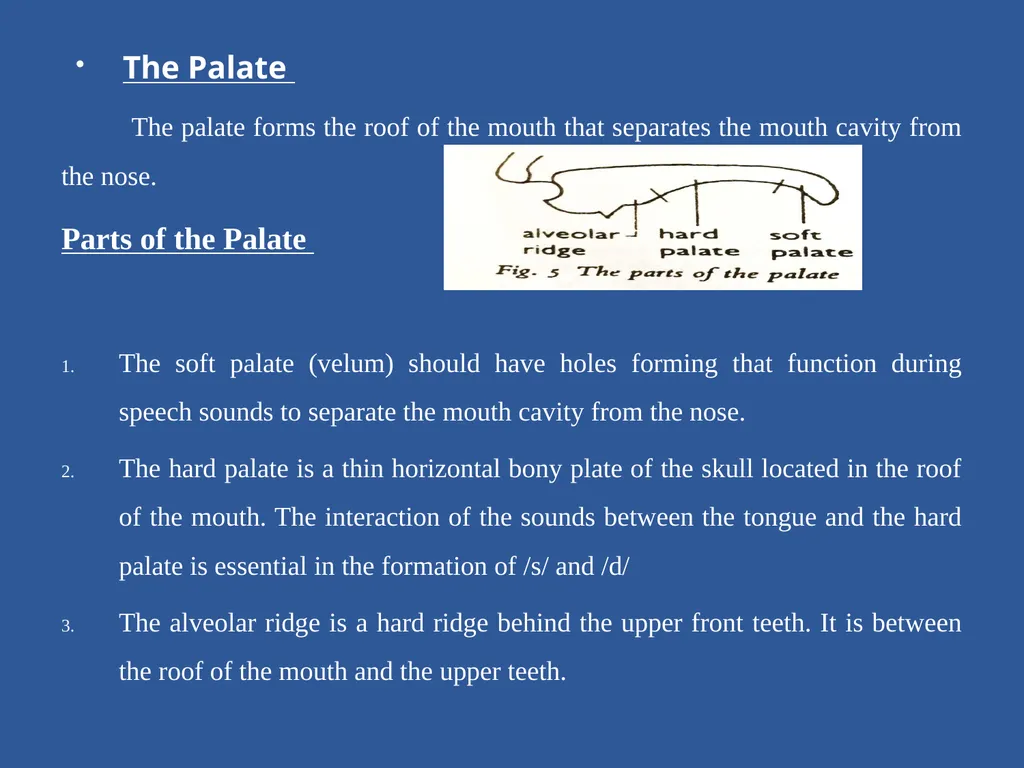 Organs of Speech Source of power in Speech Sounds - slide 15 of 20