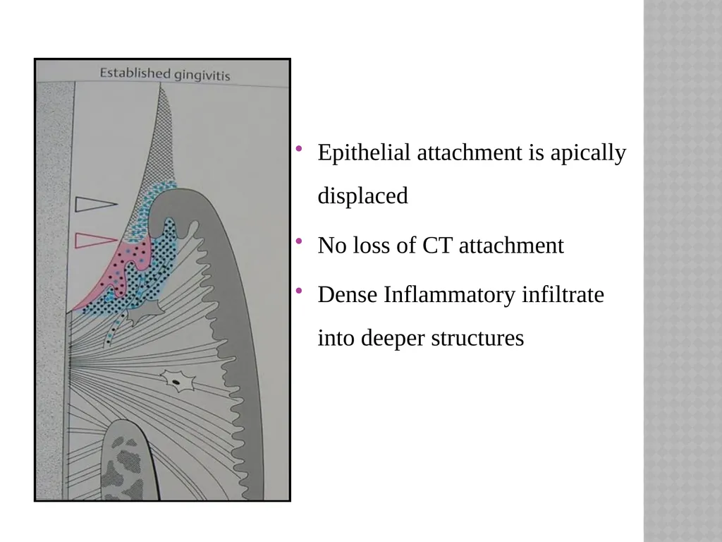 SIBAR INSTITUTE OF DENTAL SCIENCES DEPARTMENT OF - slide 24 of 29