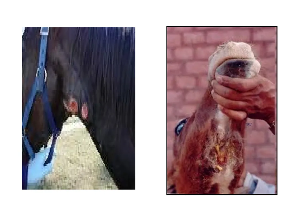 STRANGLES (Equine distemper, Strep. Throat) A - slide 10 of 11