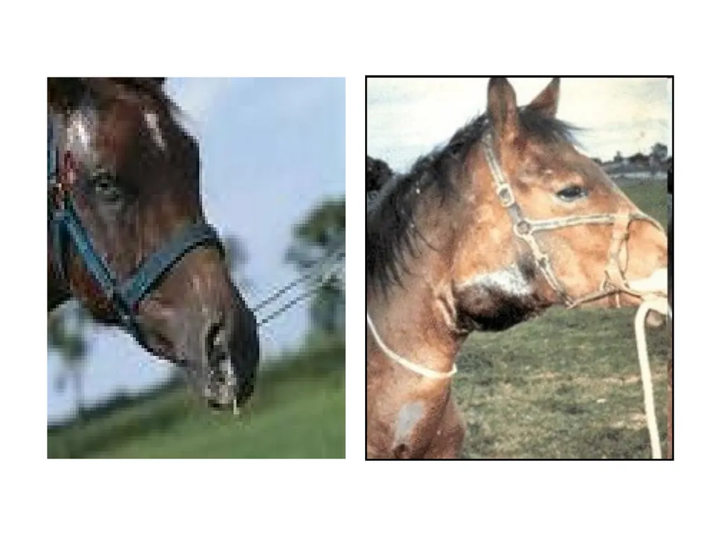 STRANGLES (Equine distemper, Strep. Throat) A - slide 11 of 11