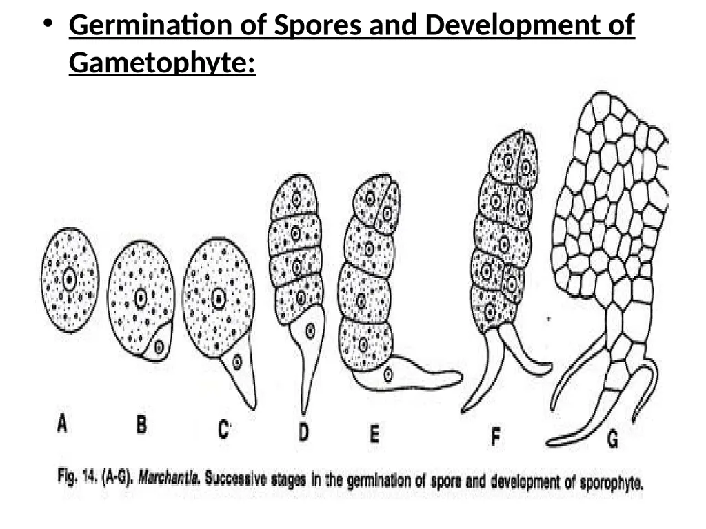 Dr Sahabuddin Ahmed Associate Professor , Dept. of - slide 45 of 46