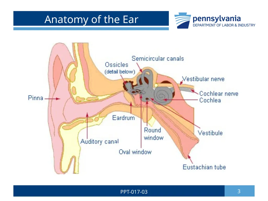 Hearing Conservation & Noise Control 1 PPT-017-03 - slide 3 of 29