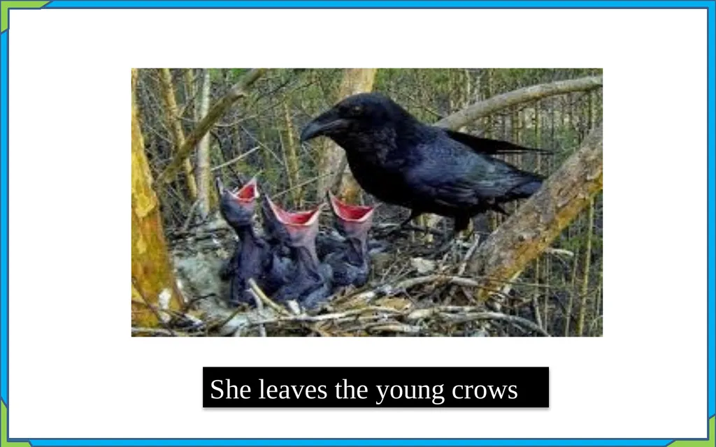 Presented by Mira Rokeya Khatun (Assistant - slide 12 of 17
