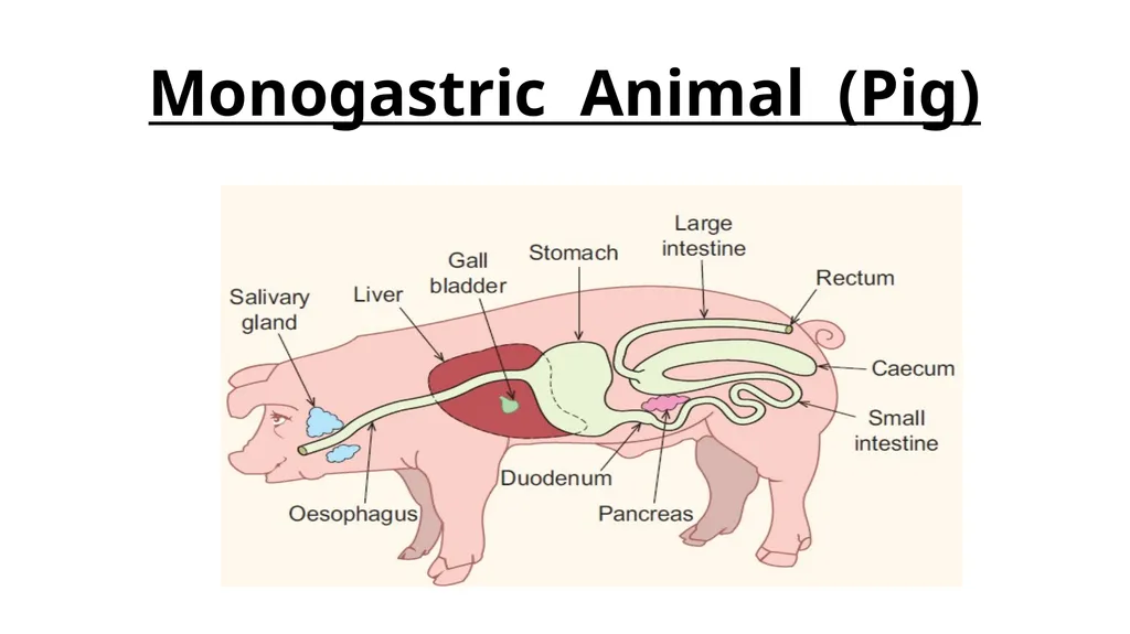 The Digestive System Ruminant Animals Monogastric - slide 21 of 22
