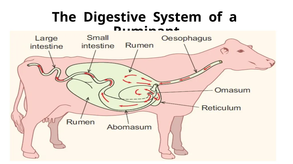 The Digestive System Ruminant Animals Monogastric - slide 3 of 22