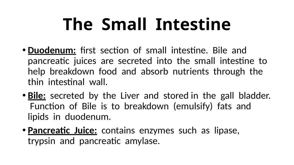 The Digestive System Ruminant Animals Monogastric - slide 18 of 22