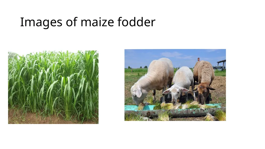 LPM (Unit-2) Fodder Production and Conservation - slide 9 of 11
