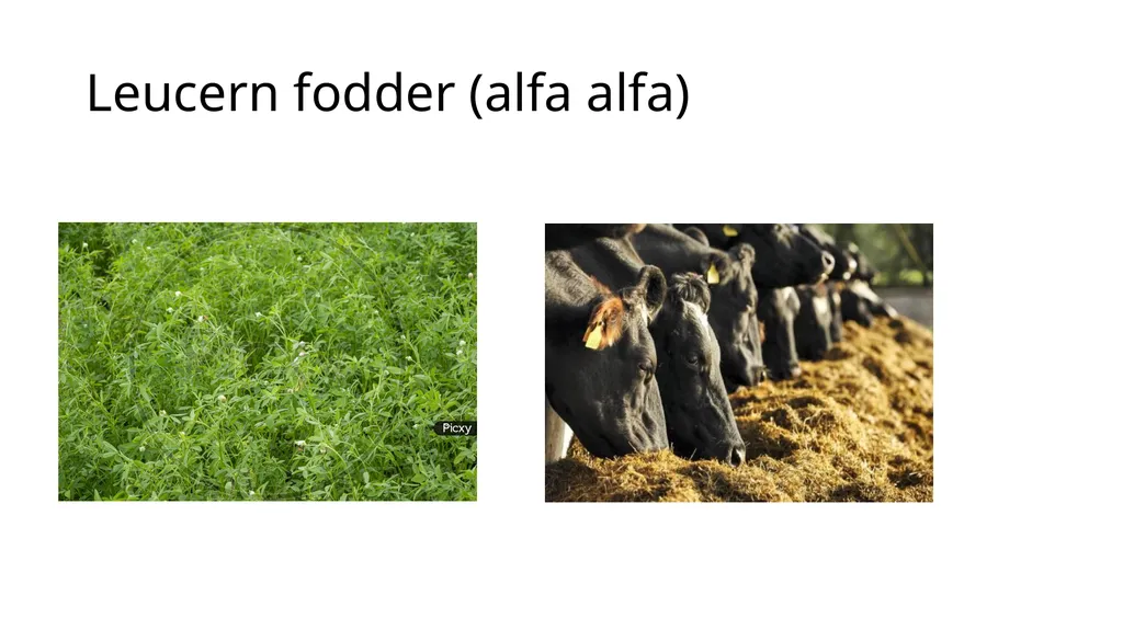 LPM (Unit-2) Fodder Production and Conservation - slide 10 of 11