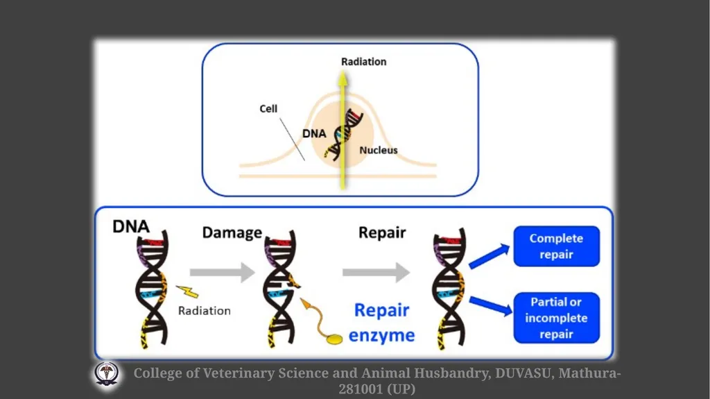 Radiation hazards & safety Gulshan Kumar MVSc, PhD - slide 9 of 29