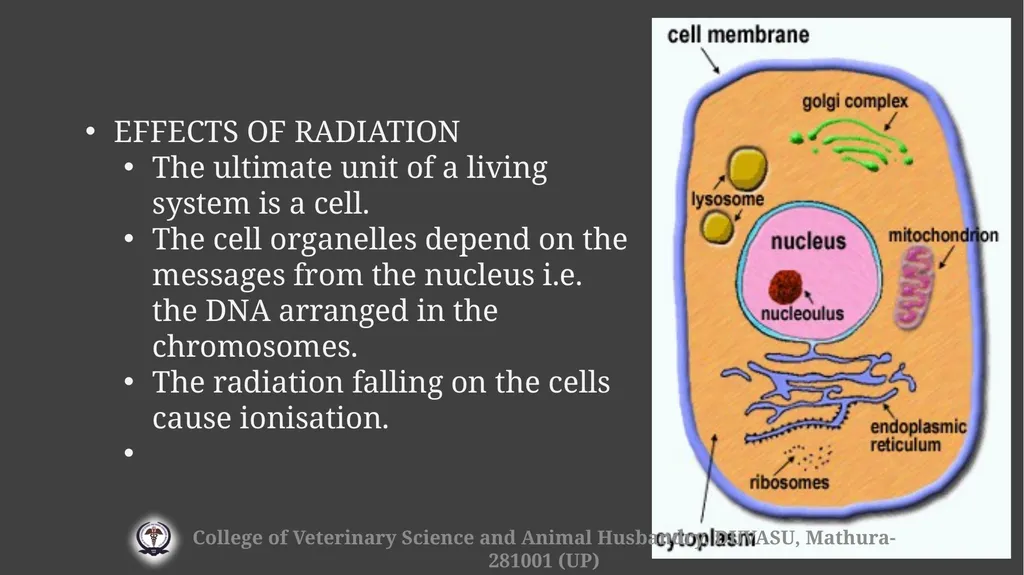 Radiation hazards & safety Gulshan Kumar MVSc, PhD - slide 6 of 29