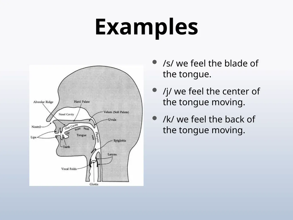 PHONETICS Introduction - slide 37 of 39