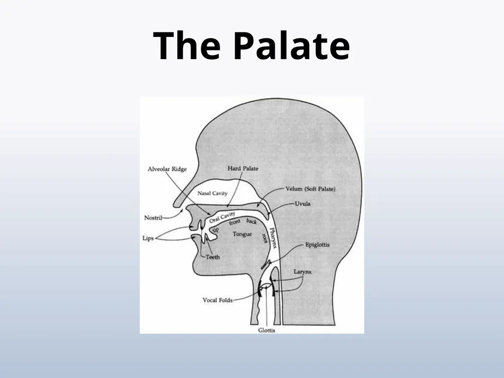 PHONETICS Introduction - slide 28 of 39