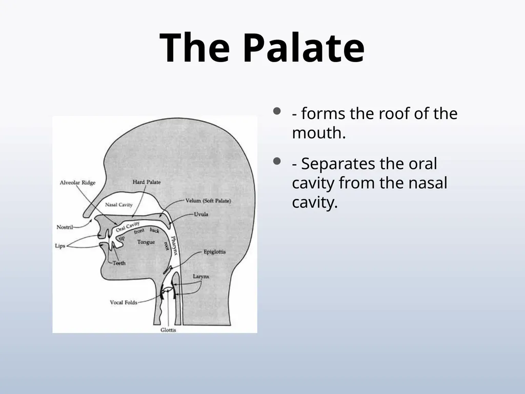 PHONETICS Introduction - slide 29 of 39