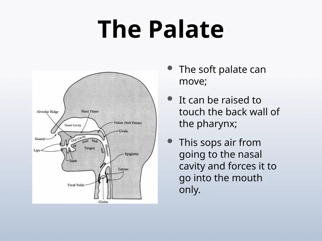 PHONETICS Introduction - slide 30 of 39