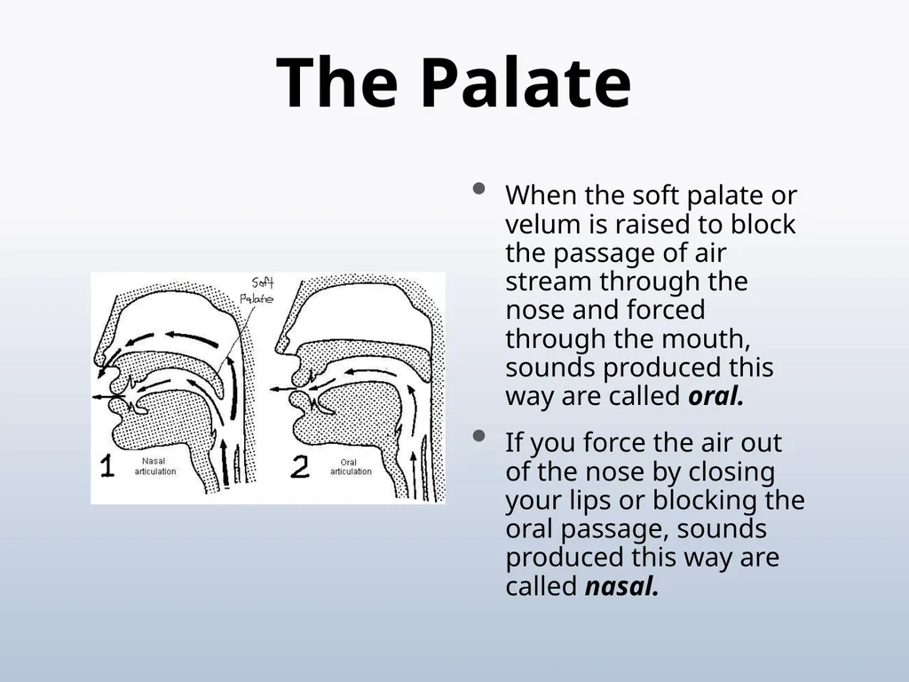 PHONETICS Introduction - slide 31 of 39