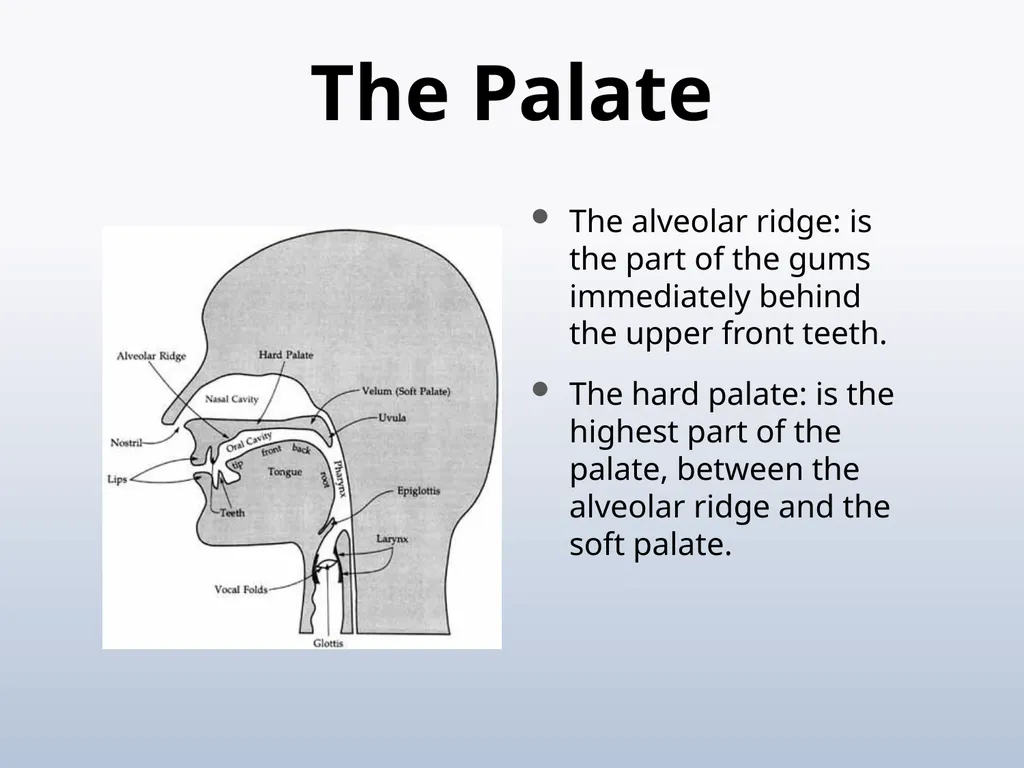 PHONETICS Introduction - slide 32 of 39