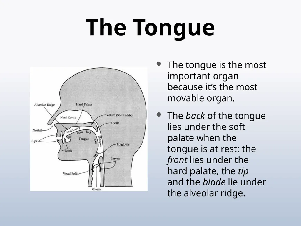 PHONETICS Introduction - slide 34 of 39