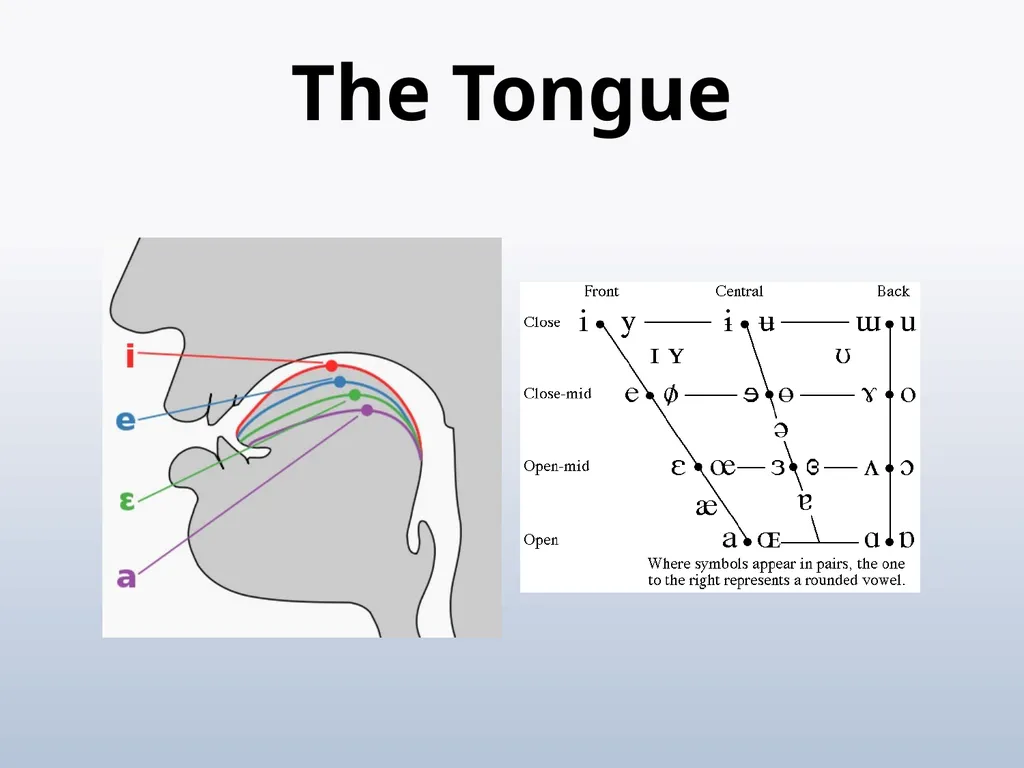 PHONETICS Introduction - slide 35 of 39