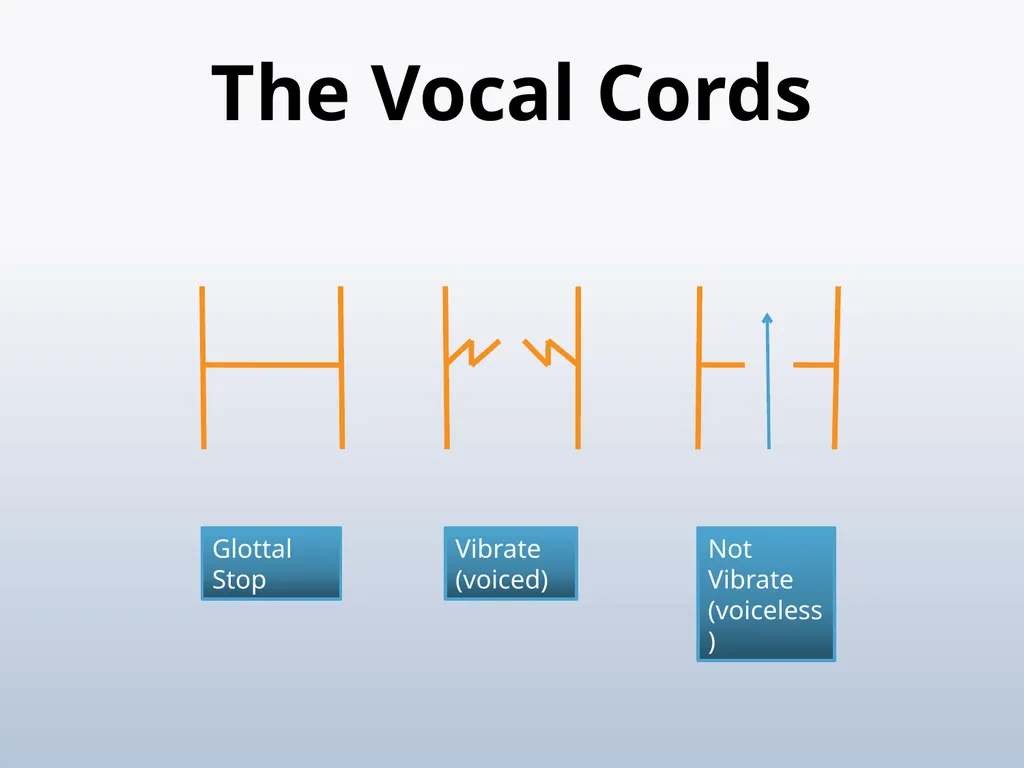 PHONETICS Introduction - slide 27 of 39