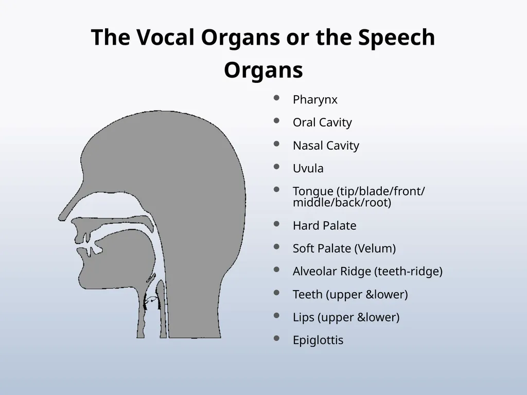PHONETICS Introduction - slide 21 of 39