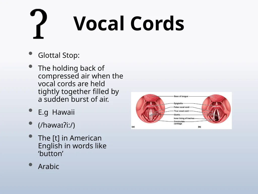 PHONETICS Introduction - slide 25 of 39