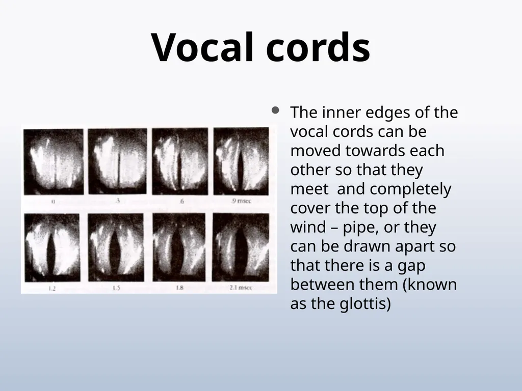PHONETICS Introduction - slide 24 of 39