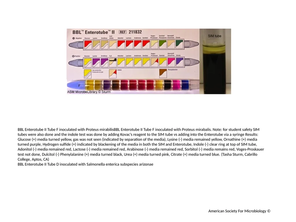 BBL Enterotube II Author: Multiple Authors - slide 10 of 10