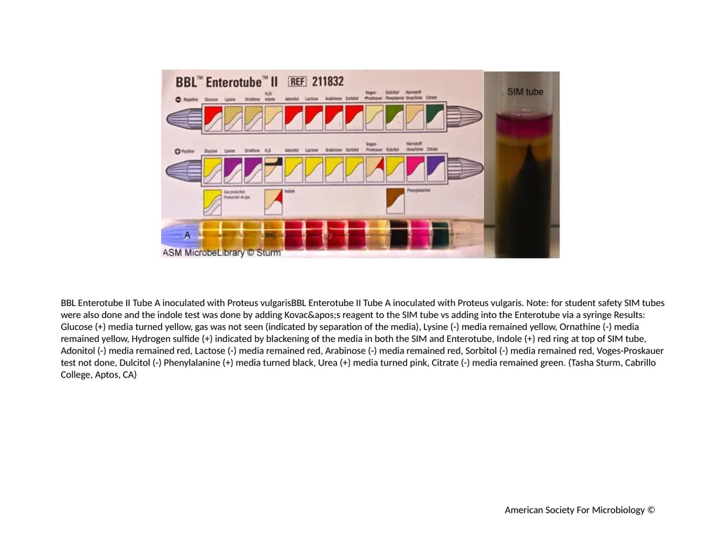 BBL Enterotube II Author: Multiple Authors - slide 5 of 10