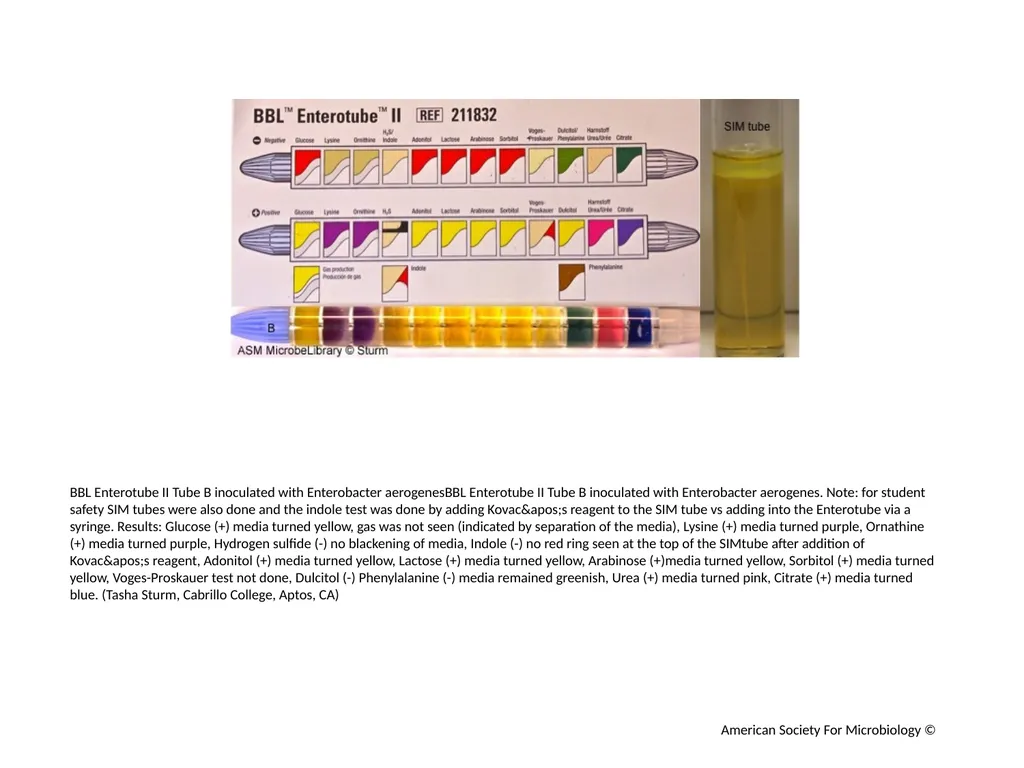 BBL Enterotube II Author: Multiple Authors - slide 6 of 10