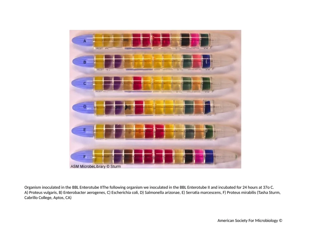 BBL Enterotube II Author: Multiple Authors - slide 4 of 10