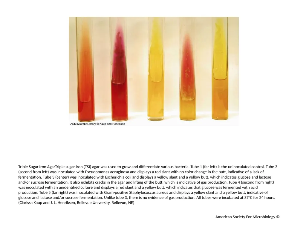 Fermentation Author: Multiple Authors Citation: - slide 15 of 21