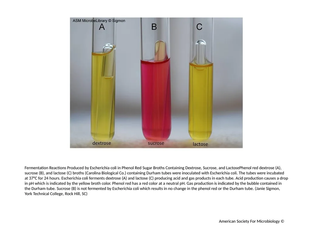 Fermentation Author: Multiple Authors Citation: - slide 17 of 21