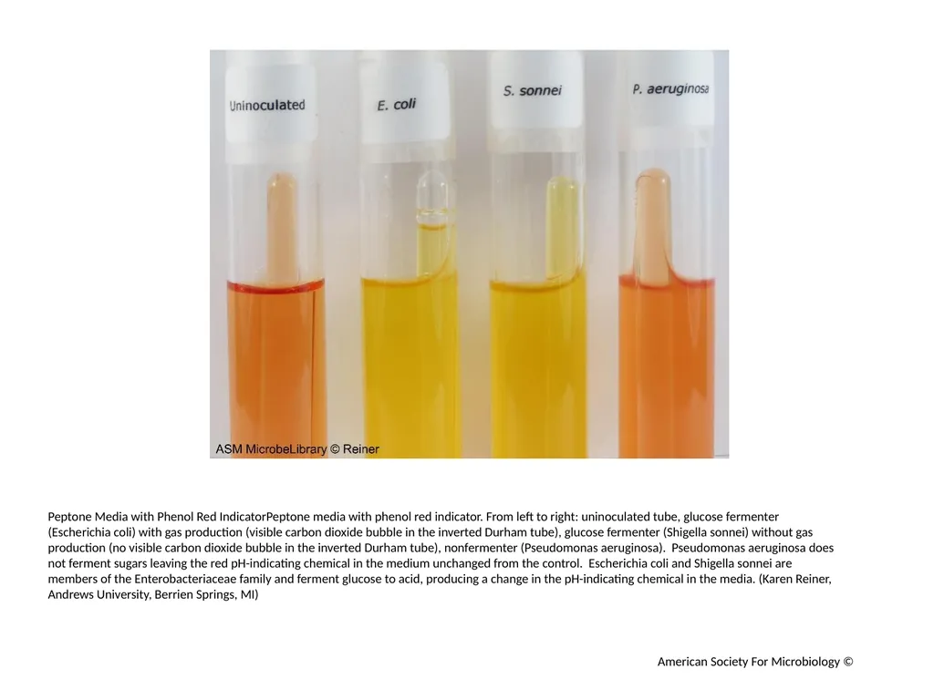 Fermentation Author: Multiple Authors Citation: - slide 2 of 21