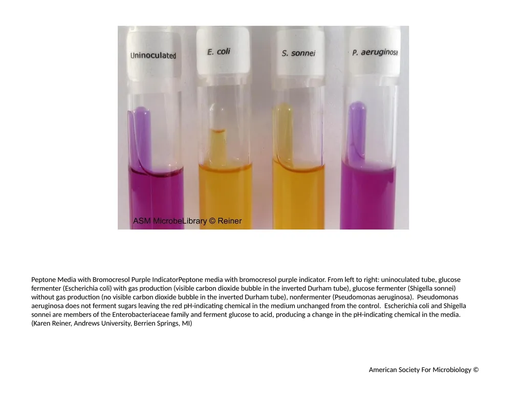 Fermentation Author: Multiple Authors Citation: - slide 3 of 21