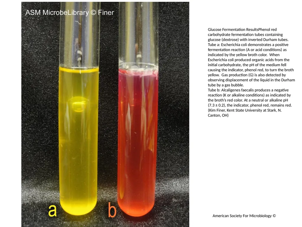 Fermentation Author: Multiple Authors Citation: - slide 4 of 21