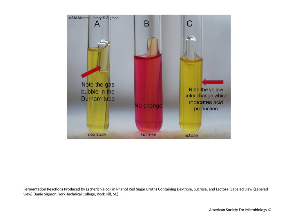 Fermentation Author: Multiple Authors Citation: - slide 18 of 21