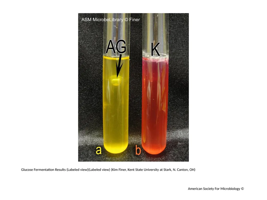 Fermentation Author: Multiple Authors Citation: - slide 5 of 21