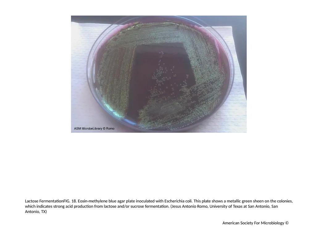 Fermentation Author: Multiple Authors Citation: - slide 21 of 21