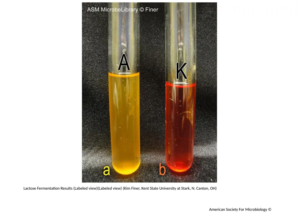 Fermentation Author: Multiple Authors Citation: - slide 7 of 21