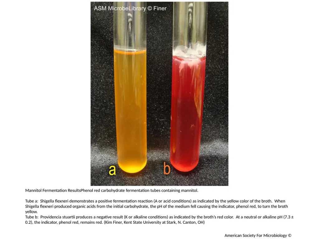 Fermentation Author: Multiple Authors Citation: - slide 9 of 21