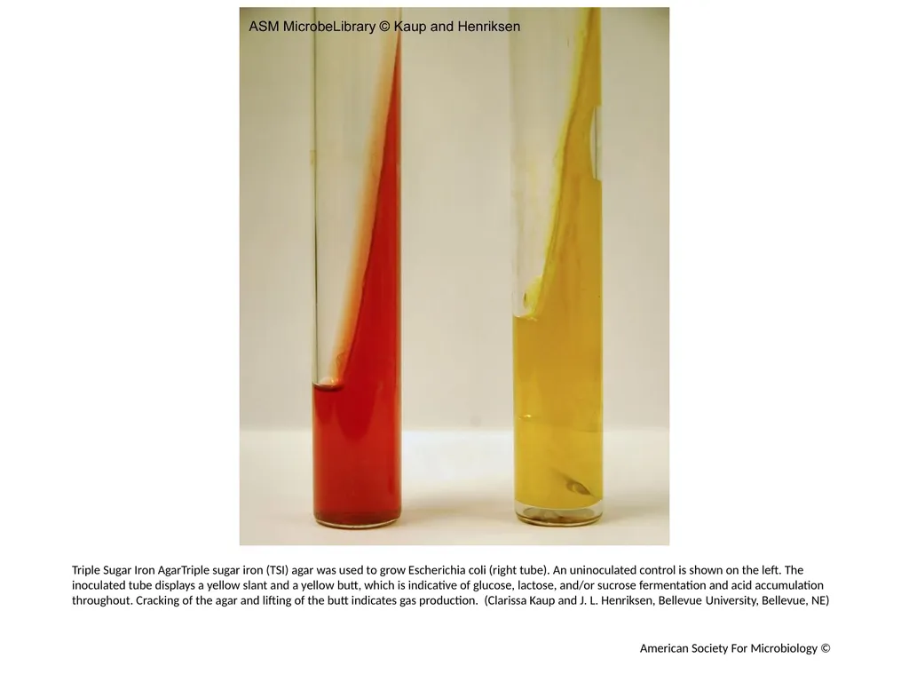 Fermentation Author: Multiple Authors Citation: - slide 16 of 21