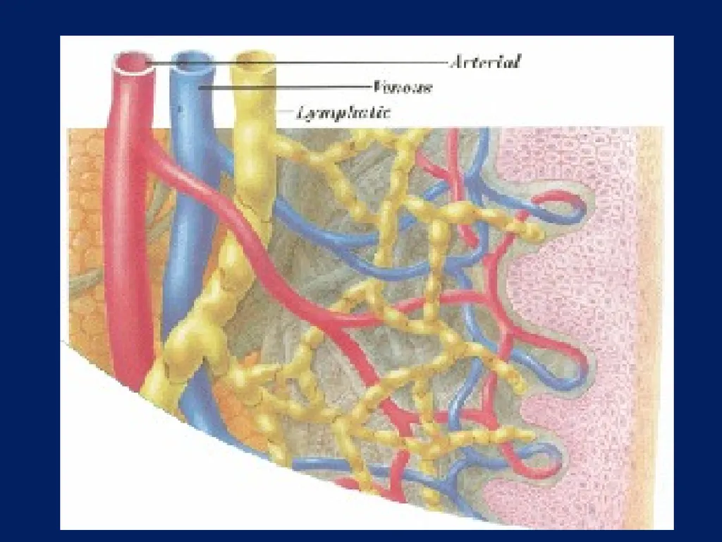 Lymphatic Disorders References Therapeutic - slide 3 of 44