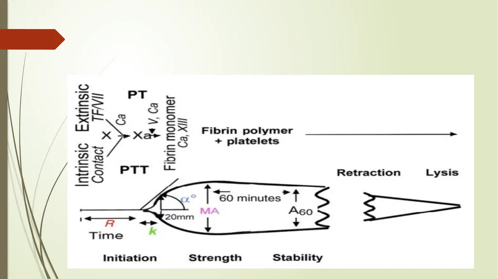 TEG and ROTEM: Technology and Clinical - slide 10 of 22
