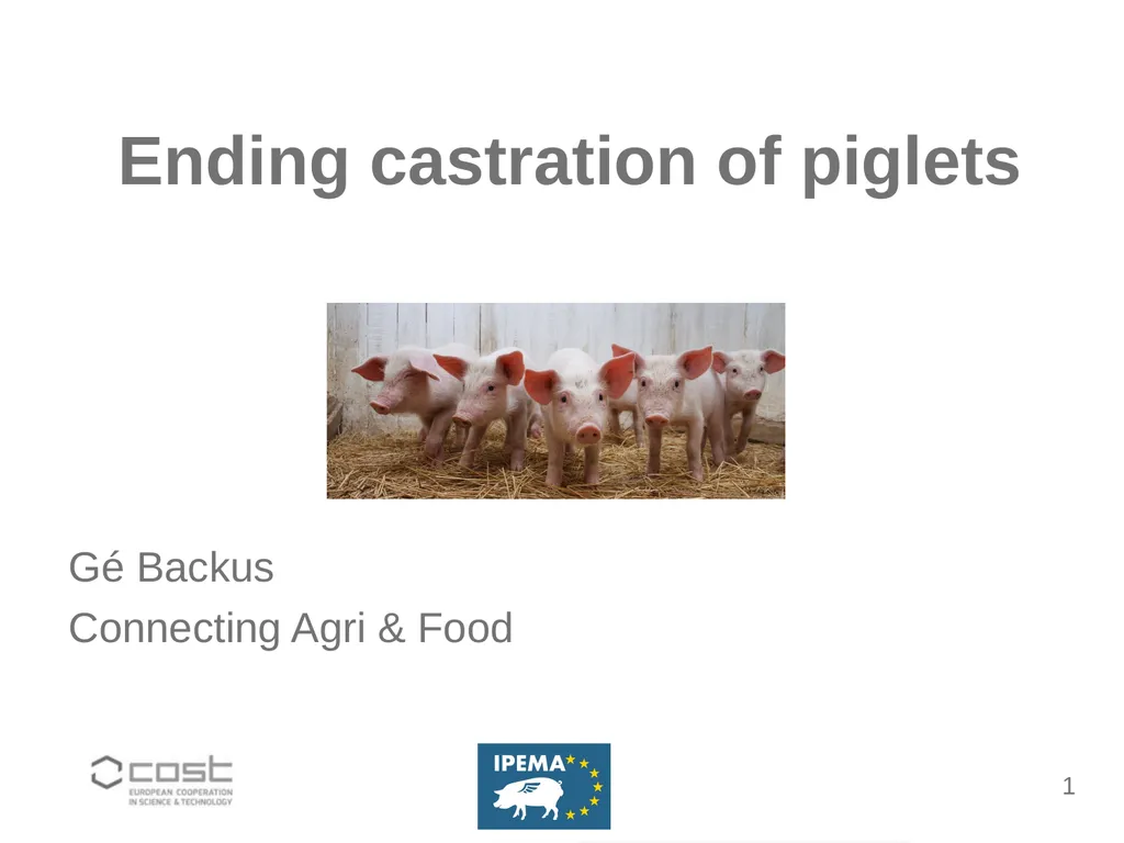 Ending castration of piglets Gé Backus Connecting - slide 1 of 12