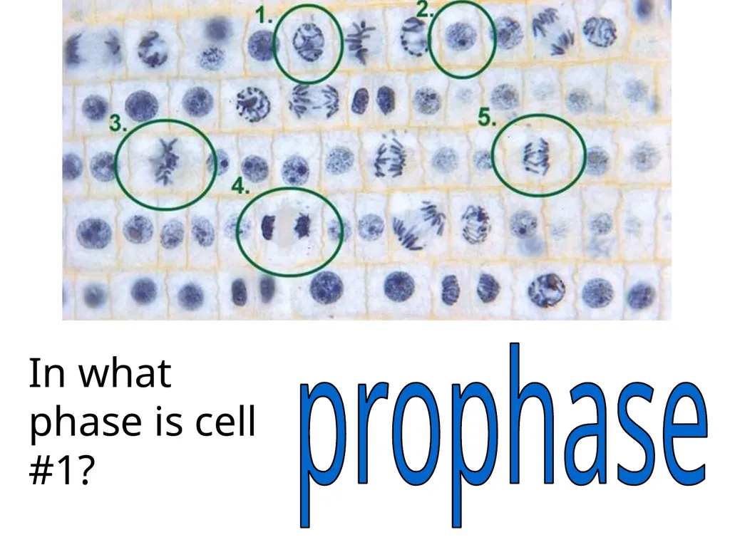 In what phase is cell #1? prophase Name this part - slide 1 of 27