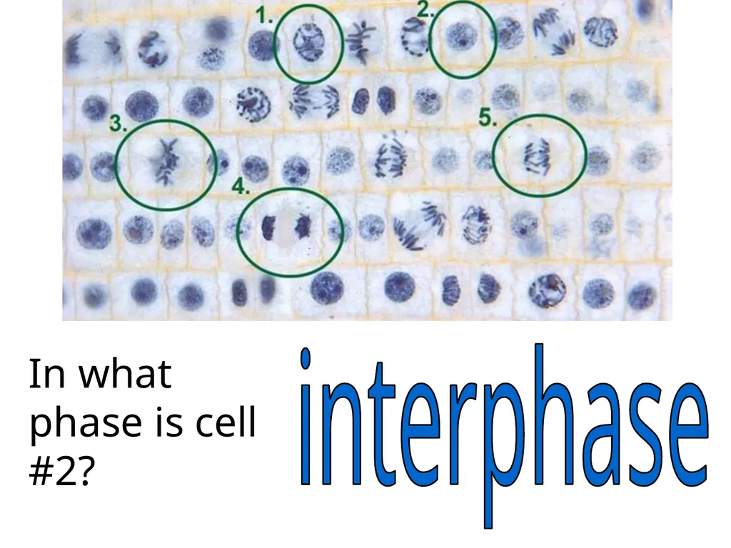 In what phase is cell #1? prophase Name this part - slide 9 of 27