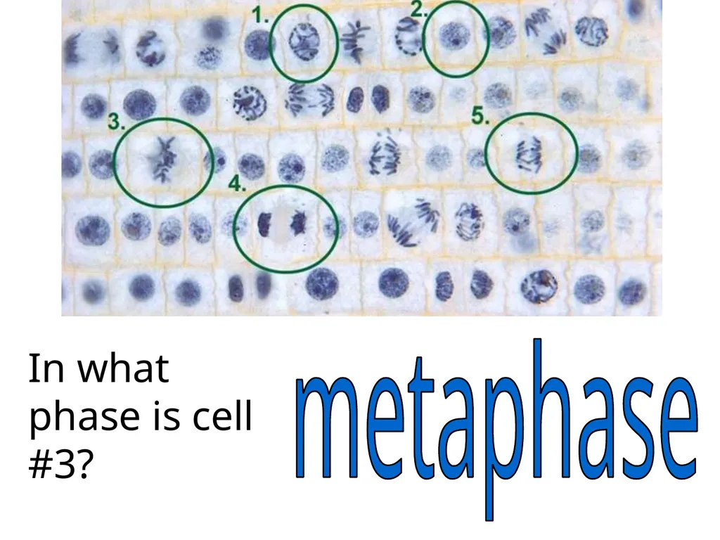 In what phase is cell #1? prophase Name this part - slide 7 of 27