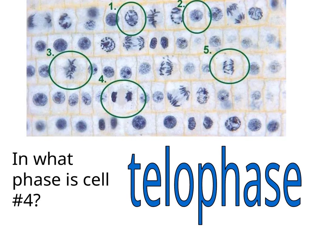 In what phase is cell #1? prophase Name this part - slide 25 of 27