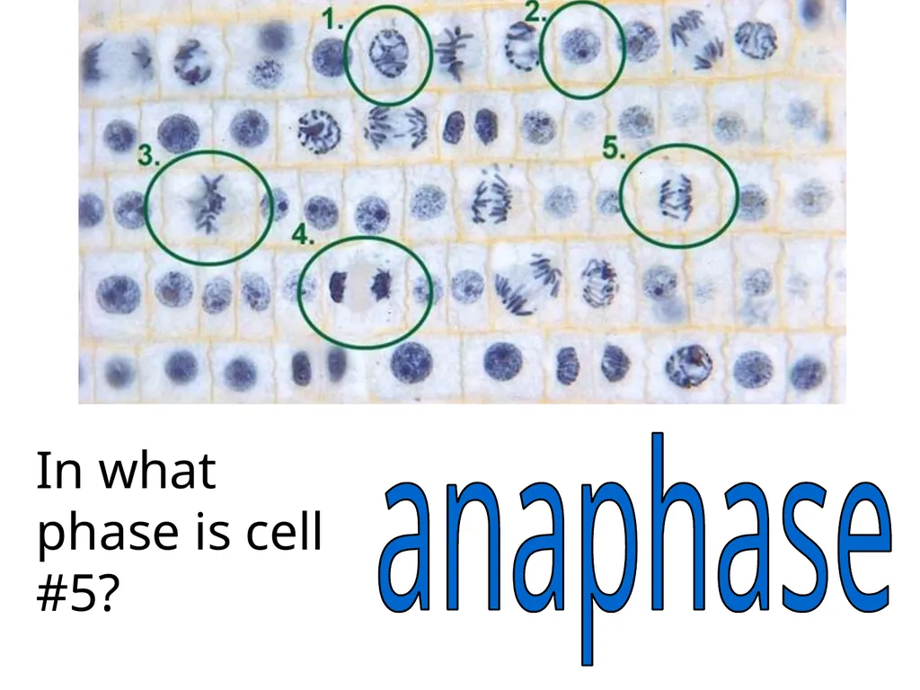 In what phase is cell #1? prophase Name this part - slide 20 of 27
